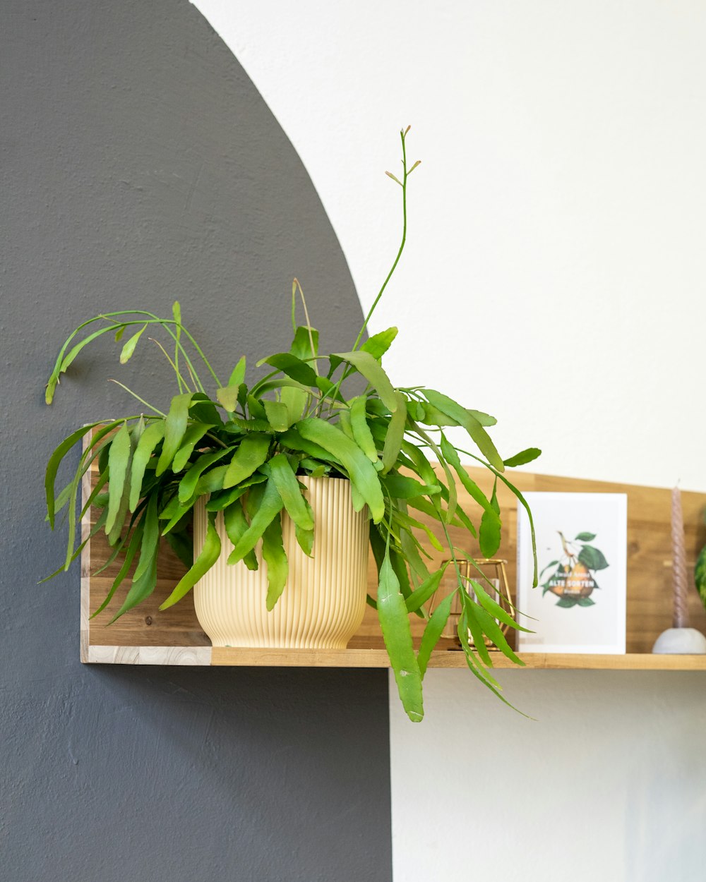 a potted plant is sitting on a shelf