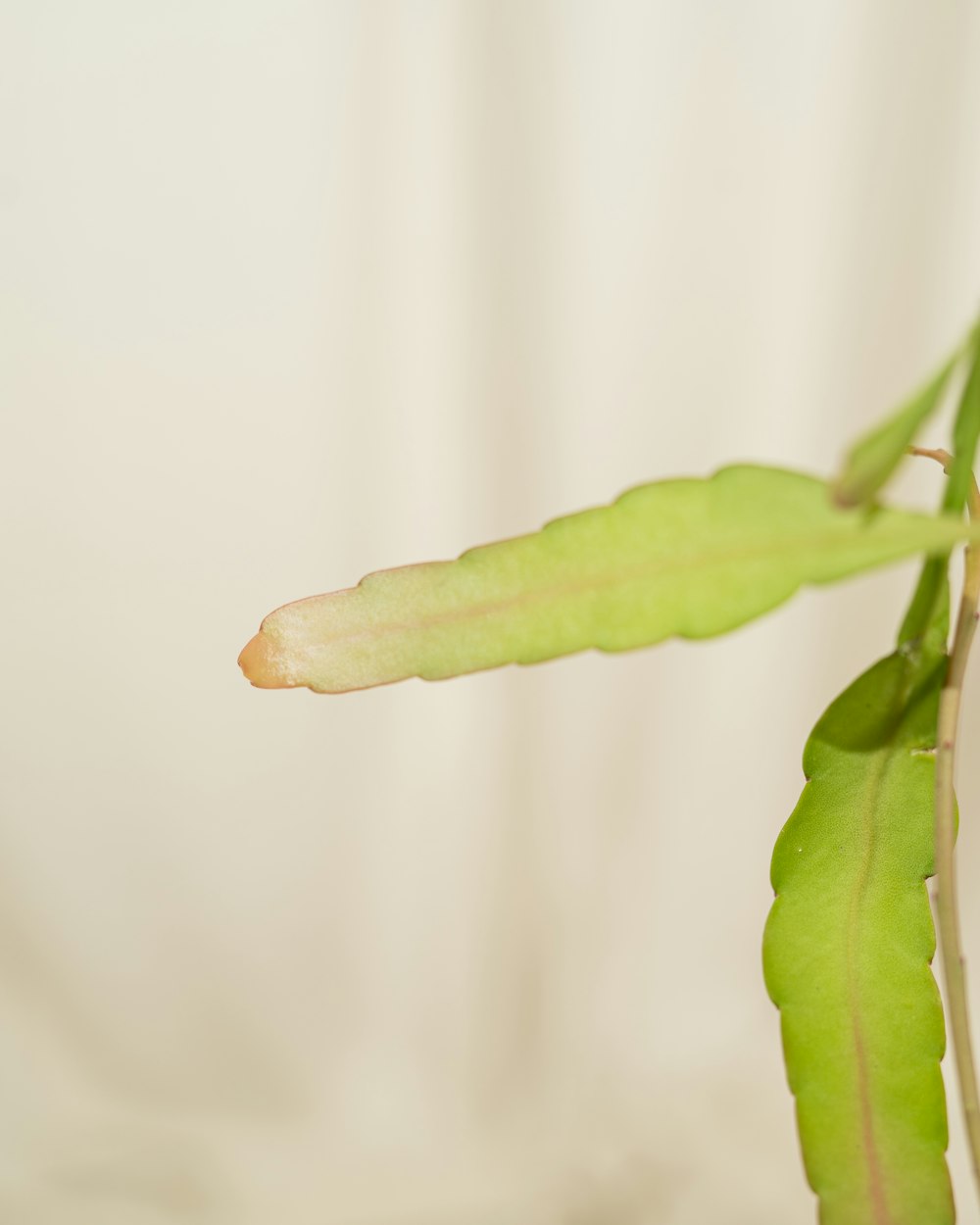 Gros plan d’une plante avec un fond blanc