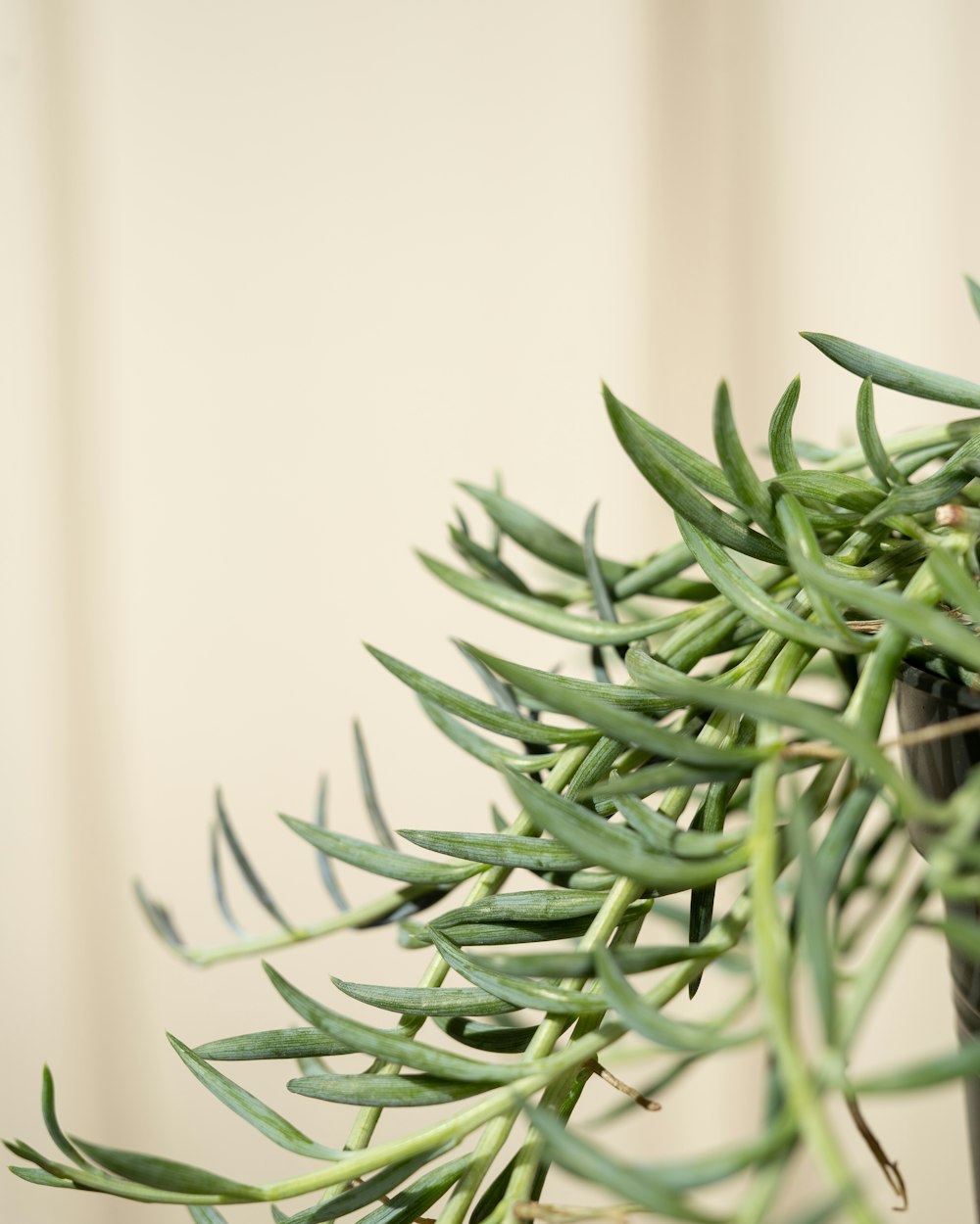 a close up of a plant with green leaves