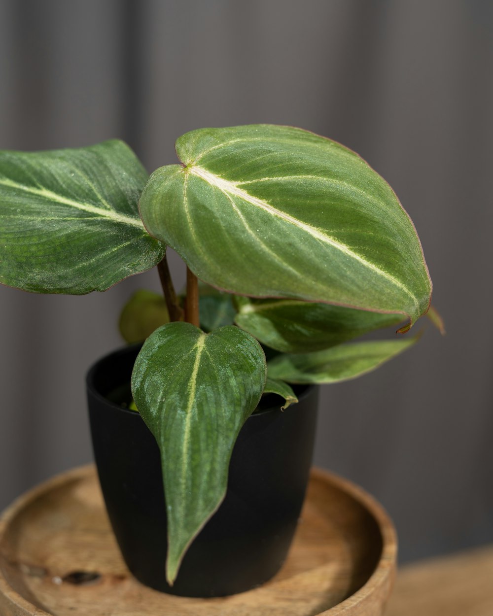 a green plant in a black pot on a wooden stand