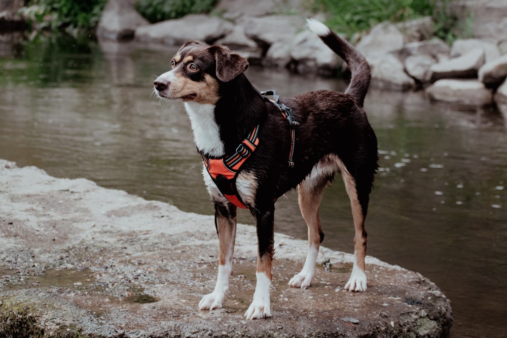 a black and white dog standing on a rock next to a body of water