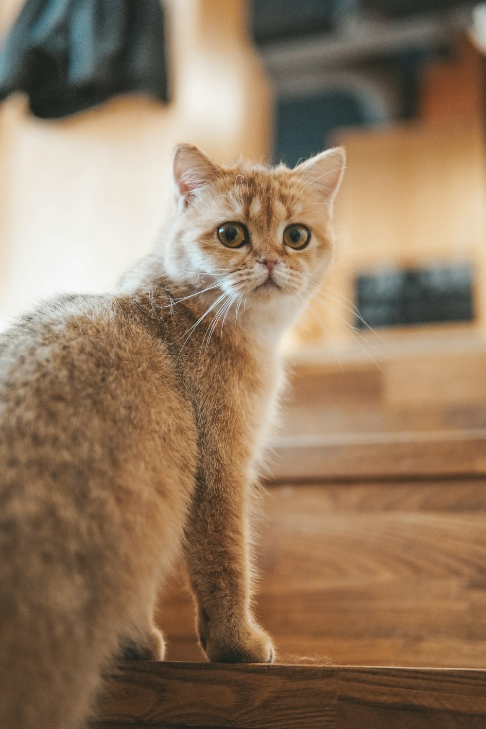 a cat sitting on top of a wooden table