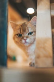 Close-up of a sage green cat flap installed on a wooden door with soft natural light.
