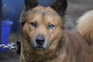 A medium-sized brown dog with a fluffy coat and dark eyes. It has pointed ears and is looking directly at the camera. There is a visible scar or mark near its right eye. The background is slightly out of focus, with a hint of a metal chain visible on the left side.