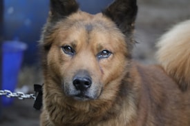 A medium-sized brown dog with a fluffy coat and dark eyes. It has pointed ears and is looking directly at the camera. There is a visible scar or mark near its right eye. The background is slightly out of focus, with a hint of a metal chain visible on the left side.
