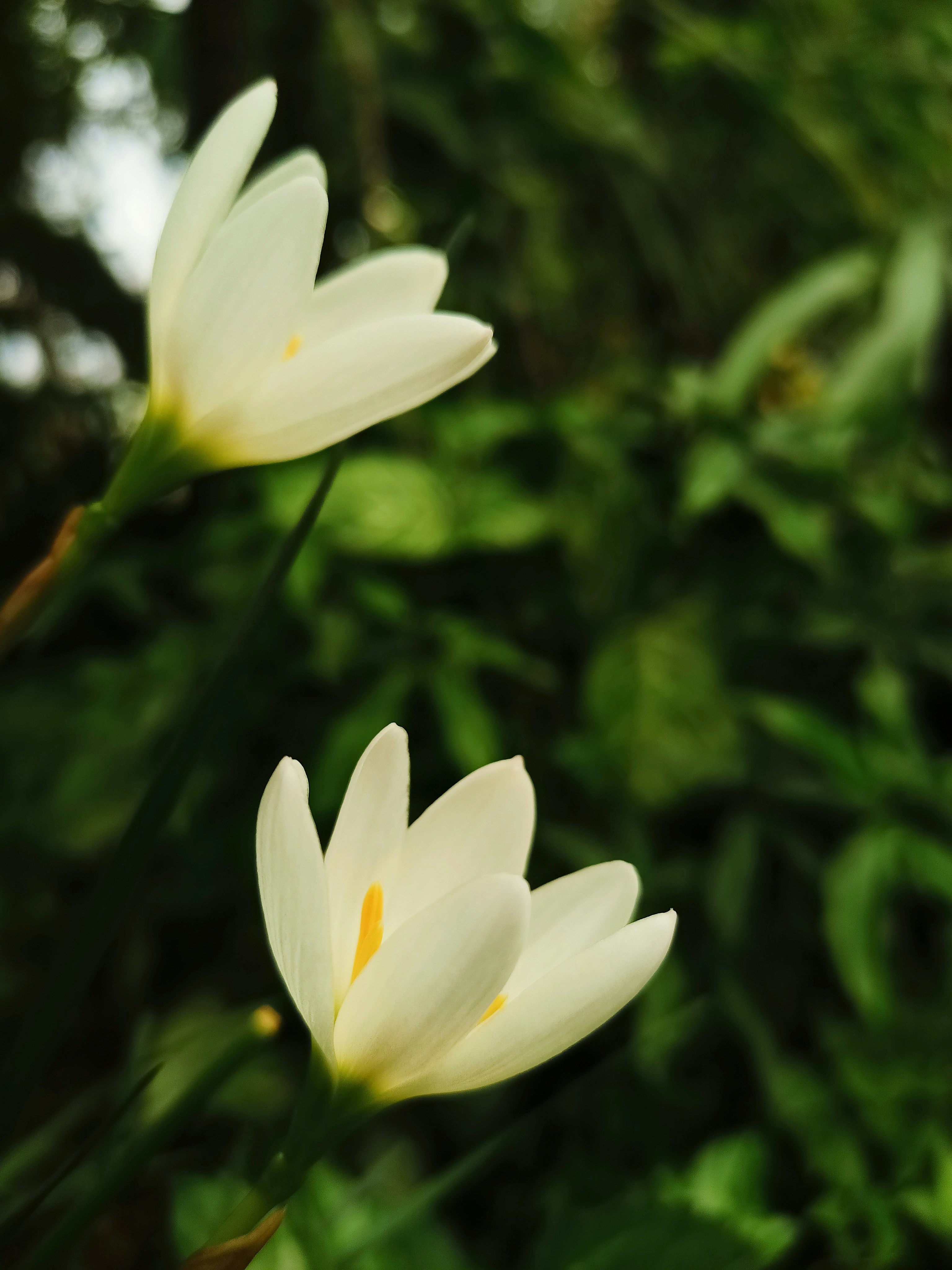 a couple of white flowers sitting on top of a lush green field
