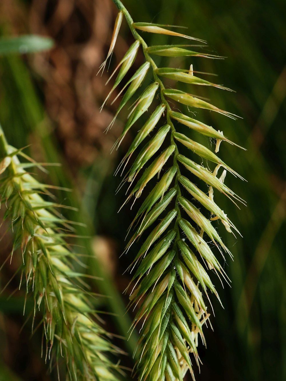 a close up of a green plant with long needles
