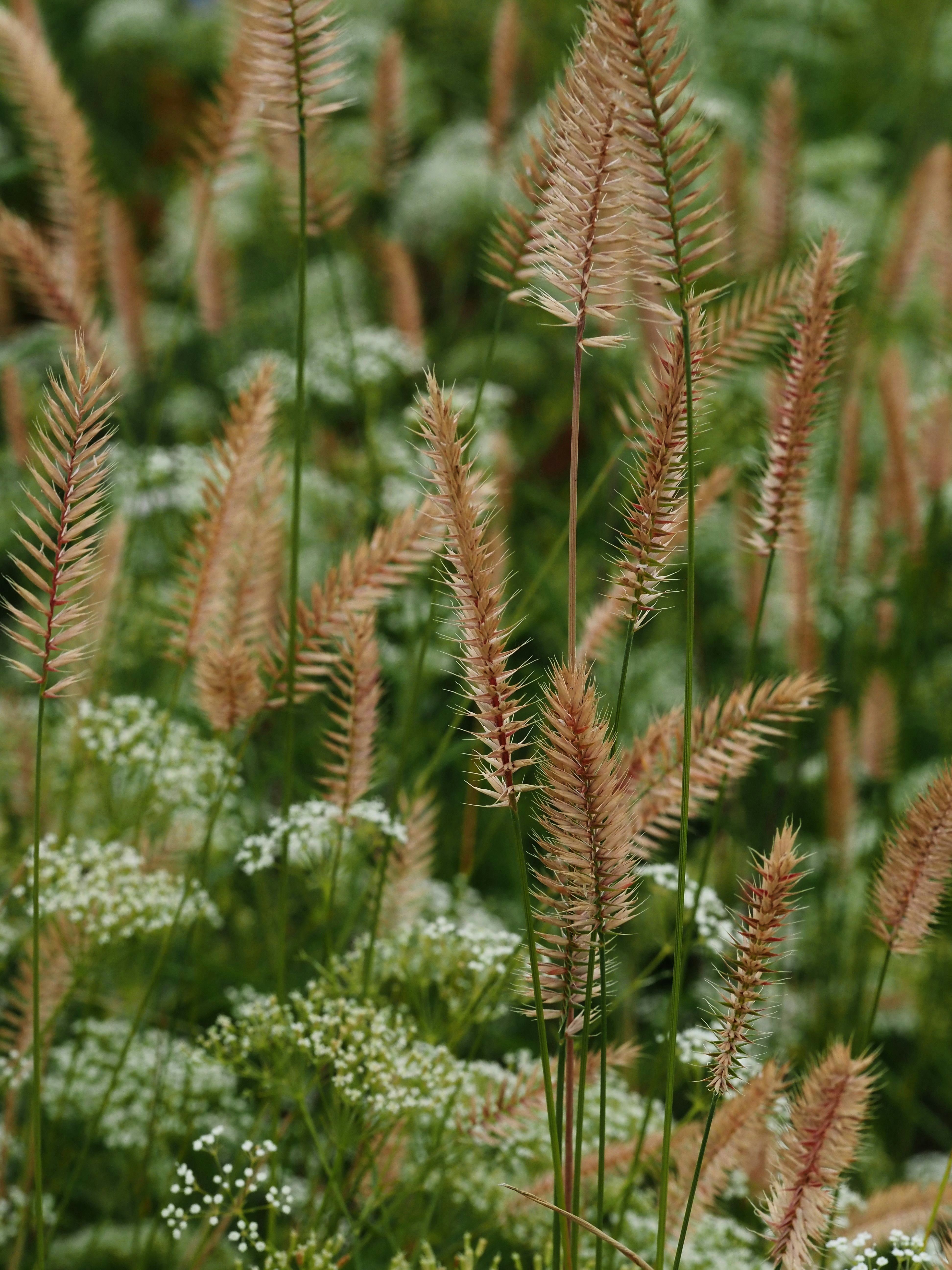 a bunch of plants that are in the grass