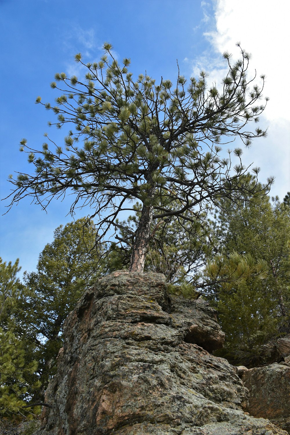 a tree growing out of the top of a rock