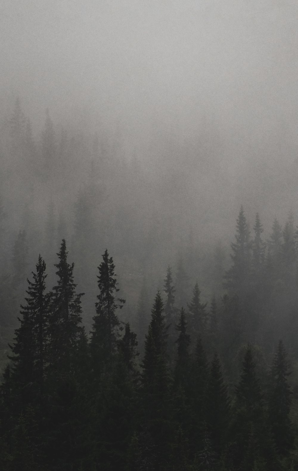 a forest filled with lots of trees covered in fog