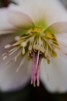 A close-up of a flower highlighting intricate details.