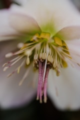 A close-up shot of a flower with intricate details.
