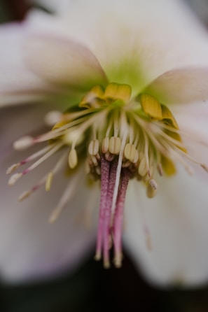 A close-up of a flower highlighting intricate details.
