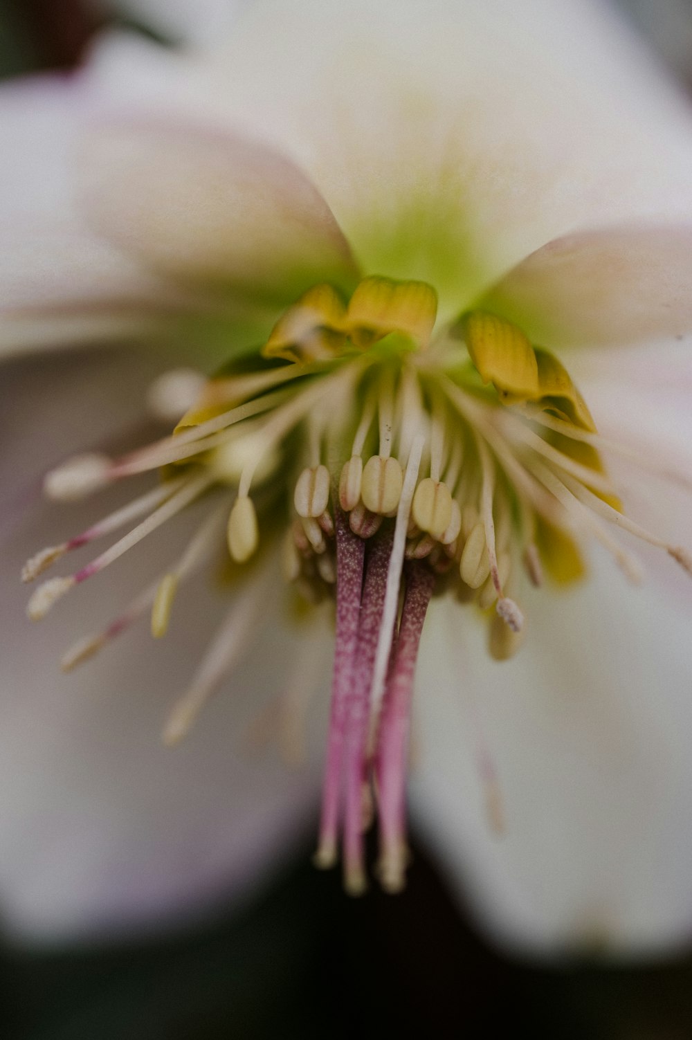 a close up of a white flower with yellow stamen