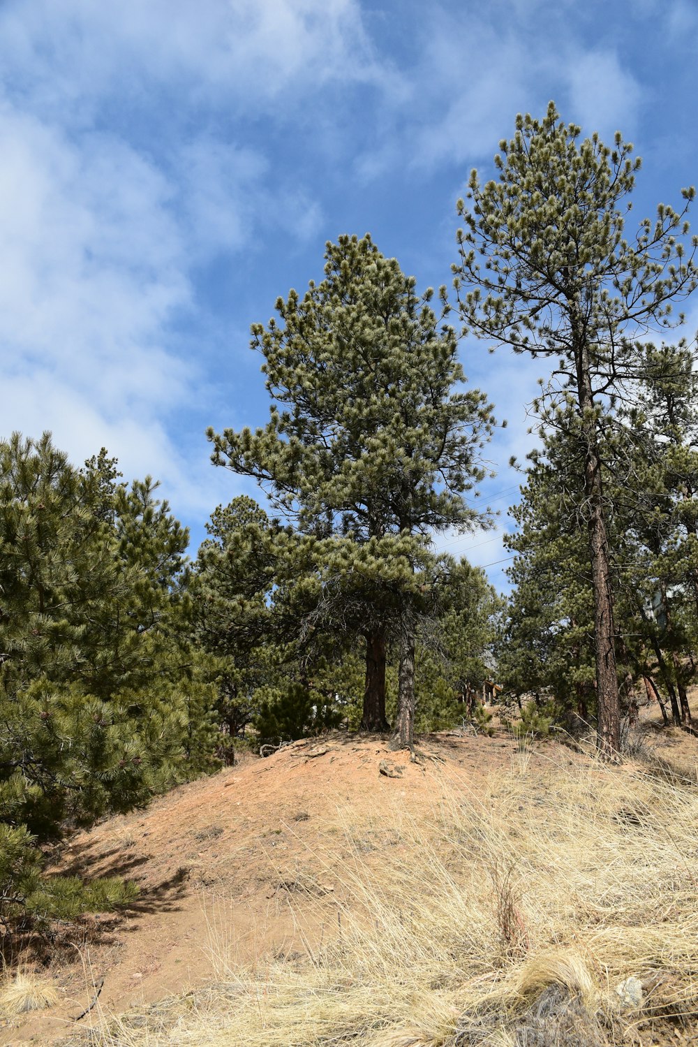 a group of trees sitting on top of a grass covered hillside