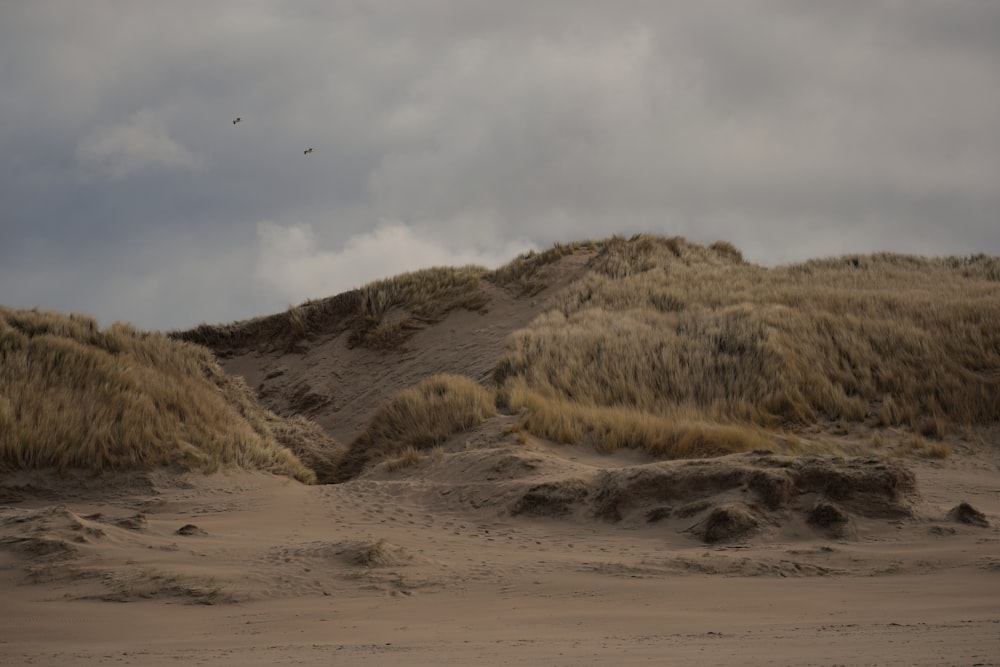 a grassy hill with a bird flying over it