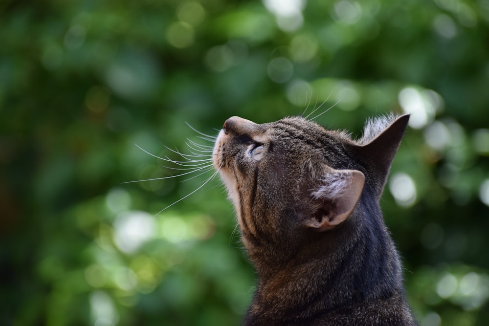 a close up of a cat looking up into the sky
