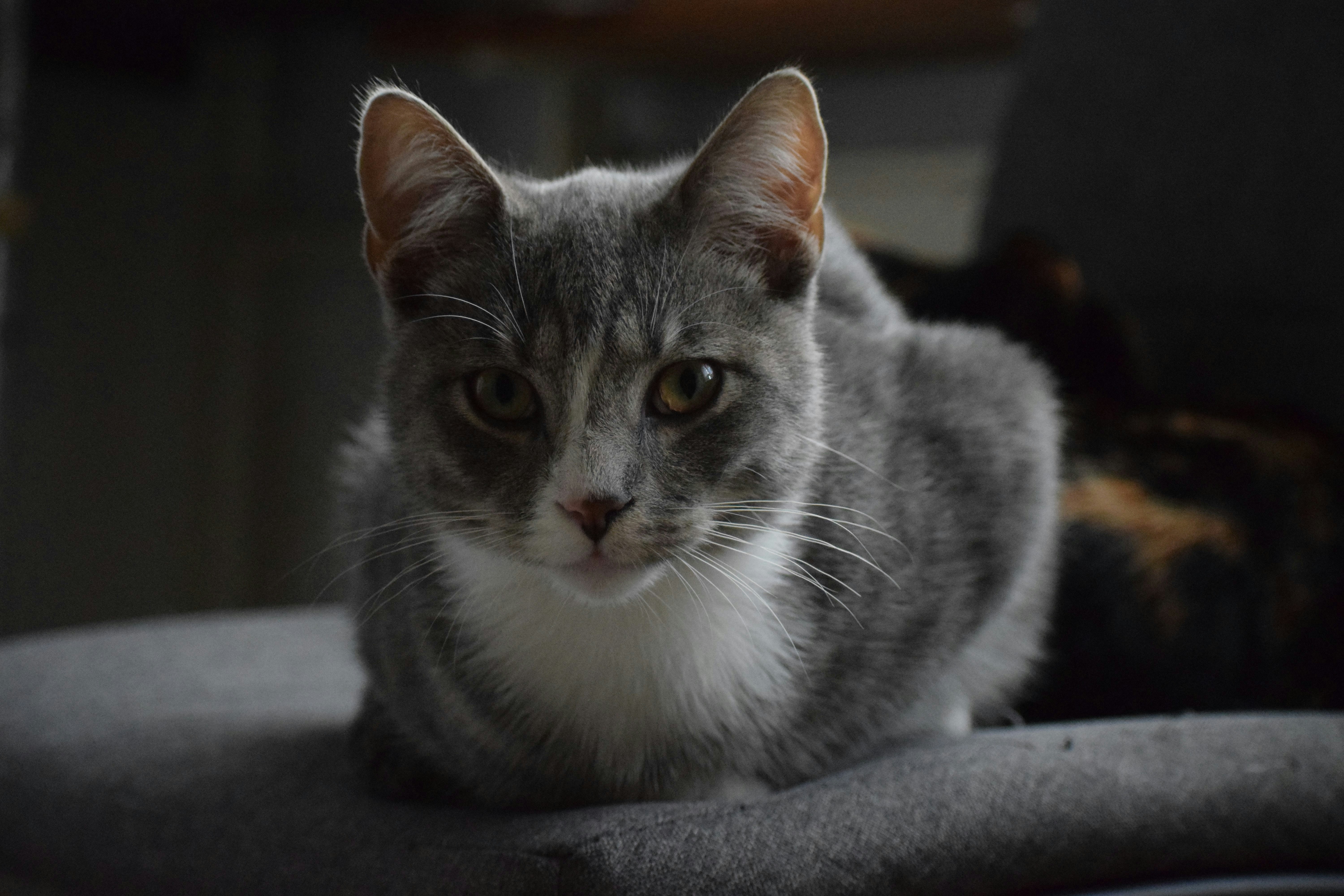 a gray and white cat sitting on top of a chair