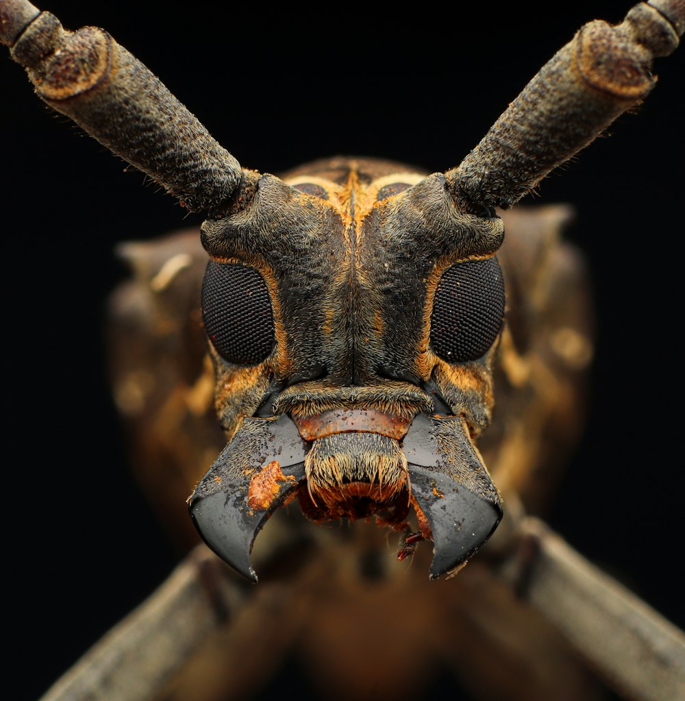 une photo en gros plan du visage d’un insecte