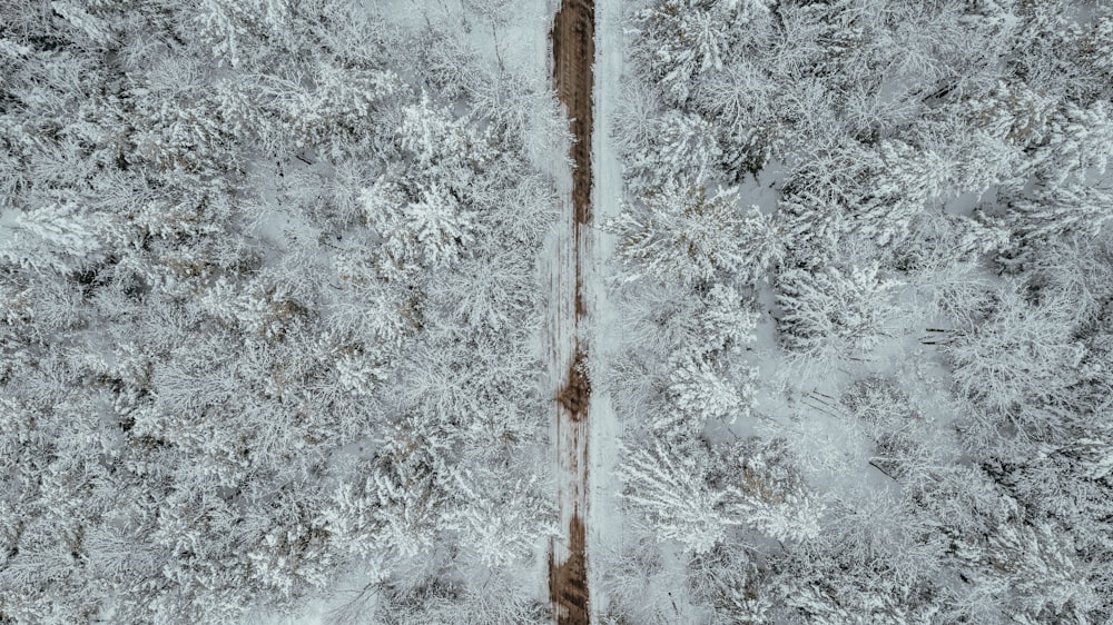 a road in the middle of a snow covered forest