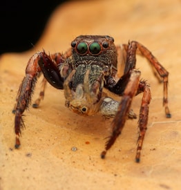 A detailed close-up of a jumping spider displaying intricate patterns and textures, with two large green eyes prominently visible. The spider's legs are hairy and it appears to be holding its prey. The image is set against a muted background, enhancing the spider's prominence.