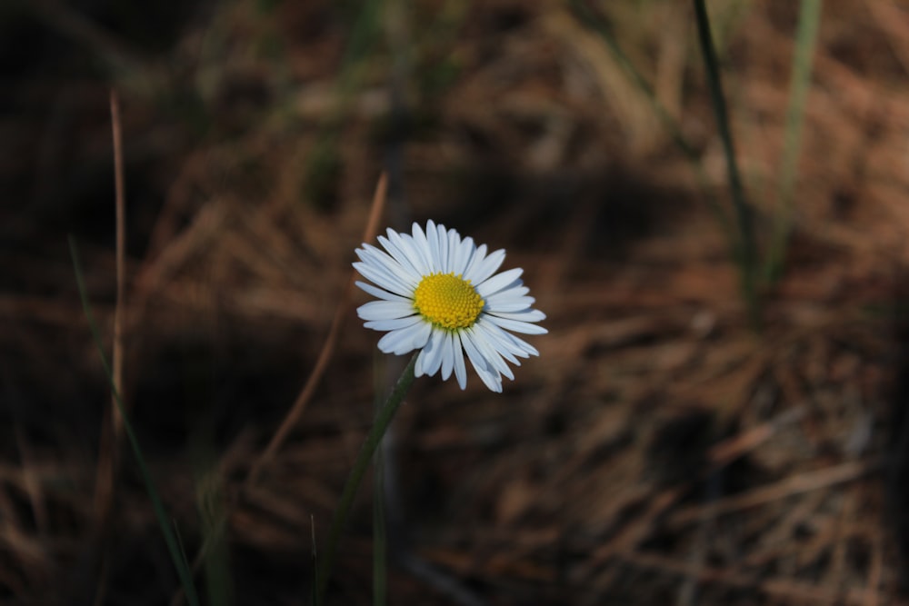 a single white flower with a yellow center