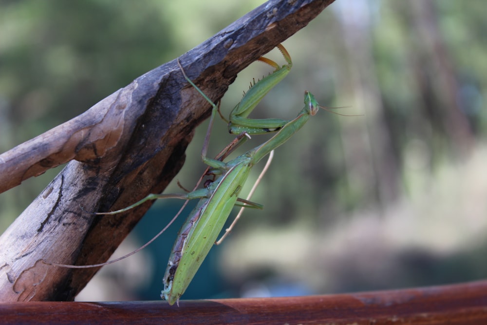 a large green insect sitting on top of a wooden branch