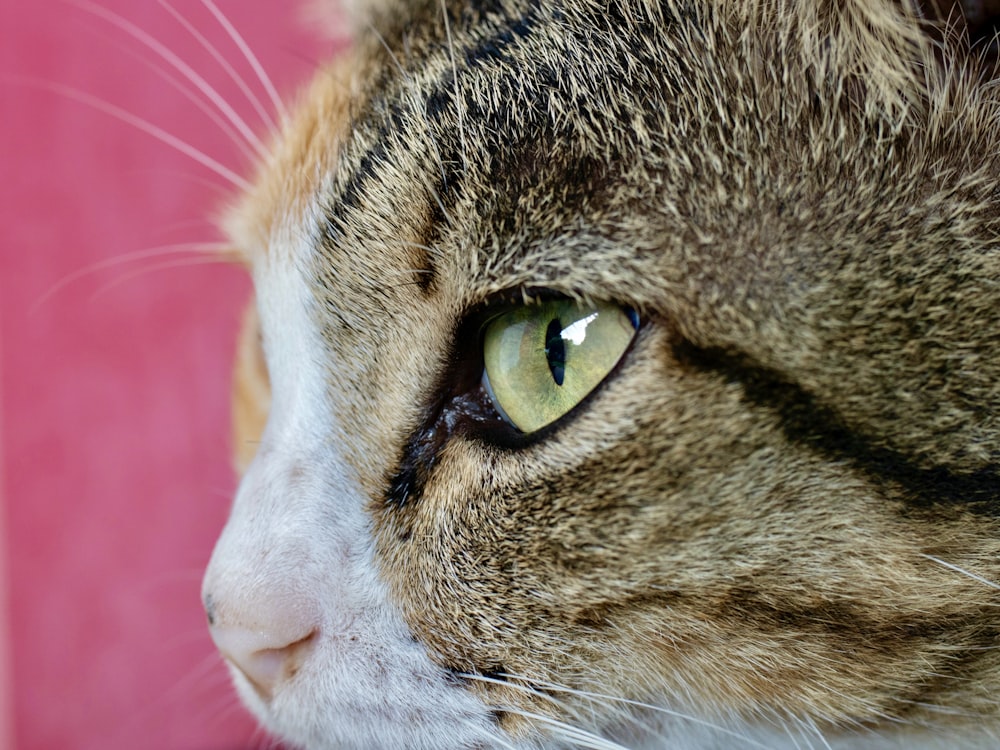 a close up of a cat's face with a pink background