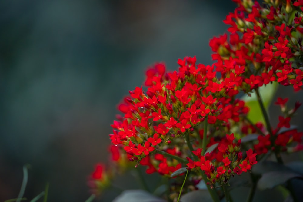 a bunch of red flowers with green leaves