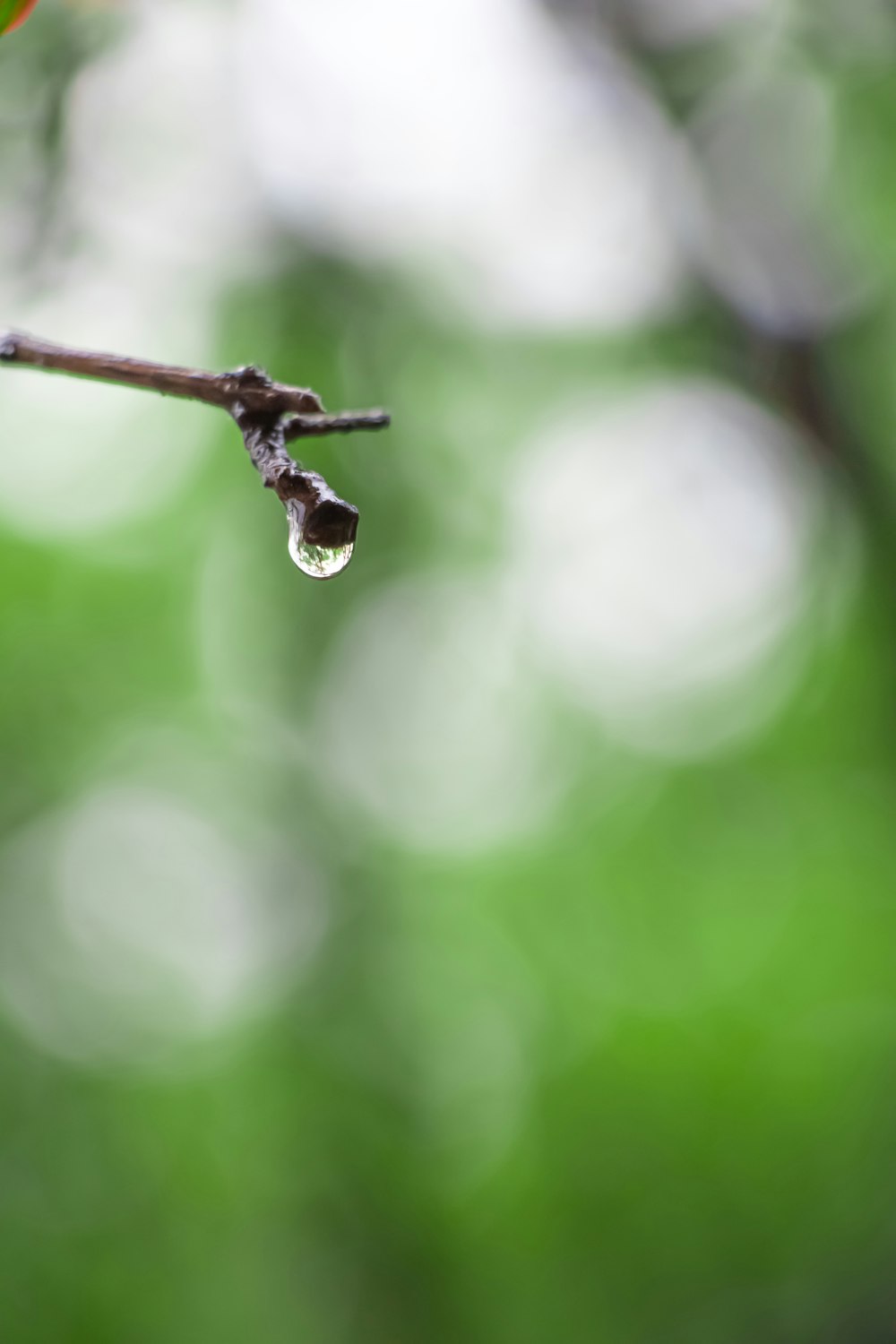 uma gota de água pendurada em um galho de árvore