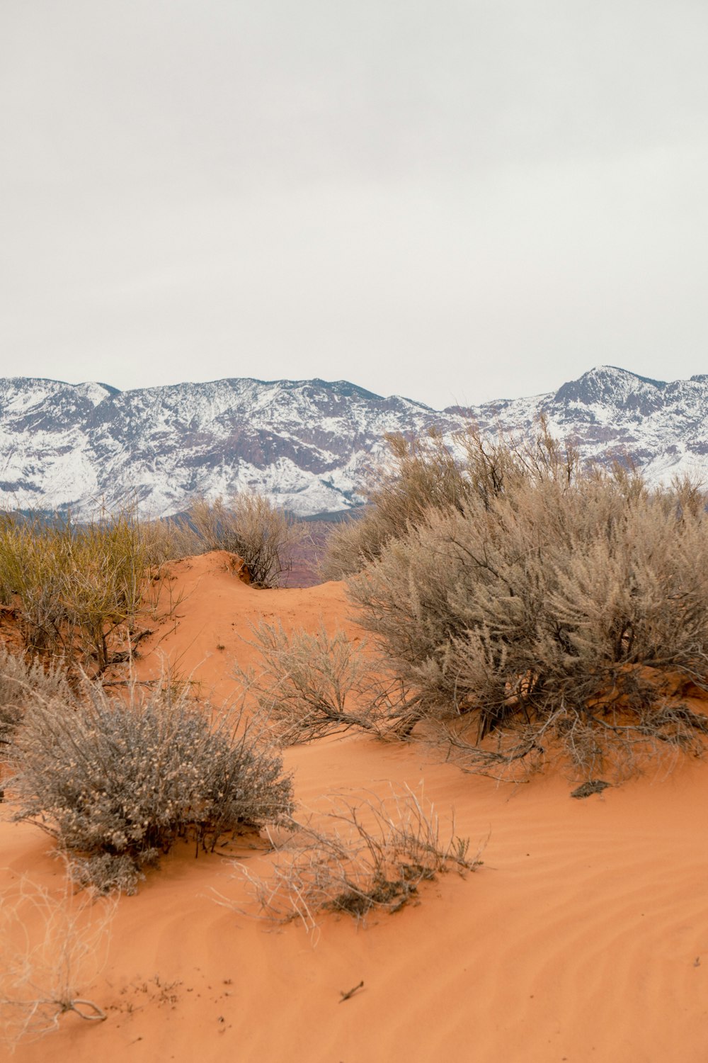 a couple of bushes in the middle of a desert