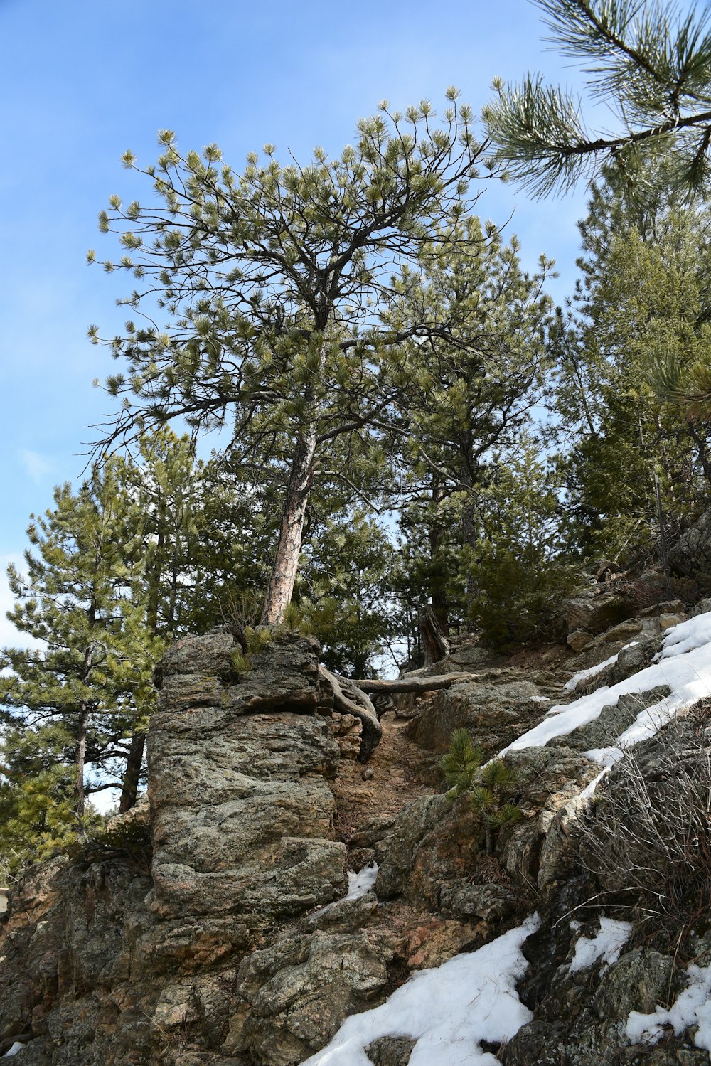 une montagne rocheuse avec de la neige au sol et des arbres au-dessus