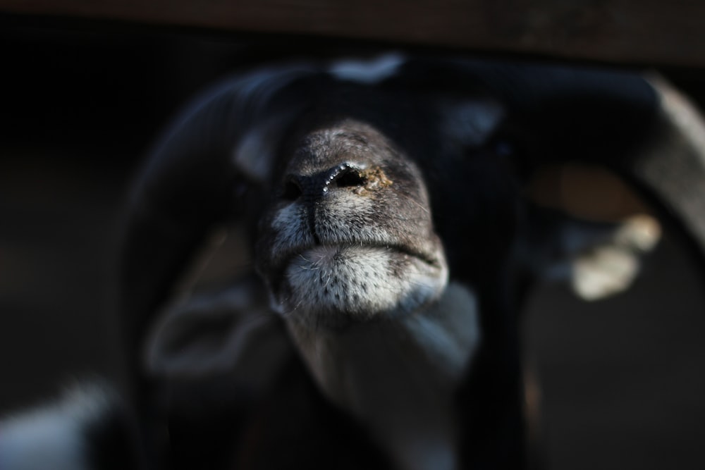 a close up of a black and white animal