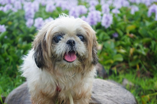 A small, fluffy dog with a white and brown coat is sitting on rocks. It has a friendly expression with its tongue out and appears to be in a garden with green foliage and a blurred background of purple flowers.