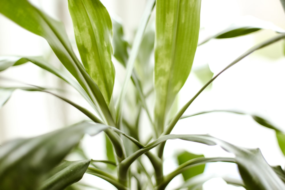 a close up of a plant with green leaves