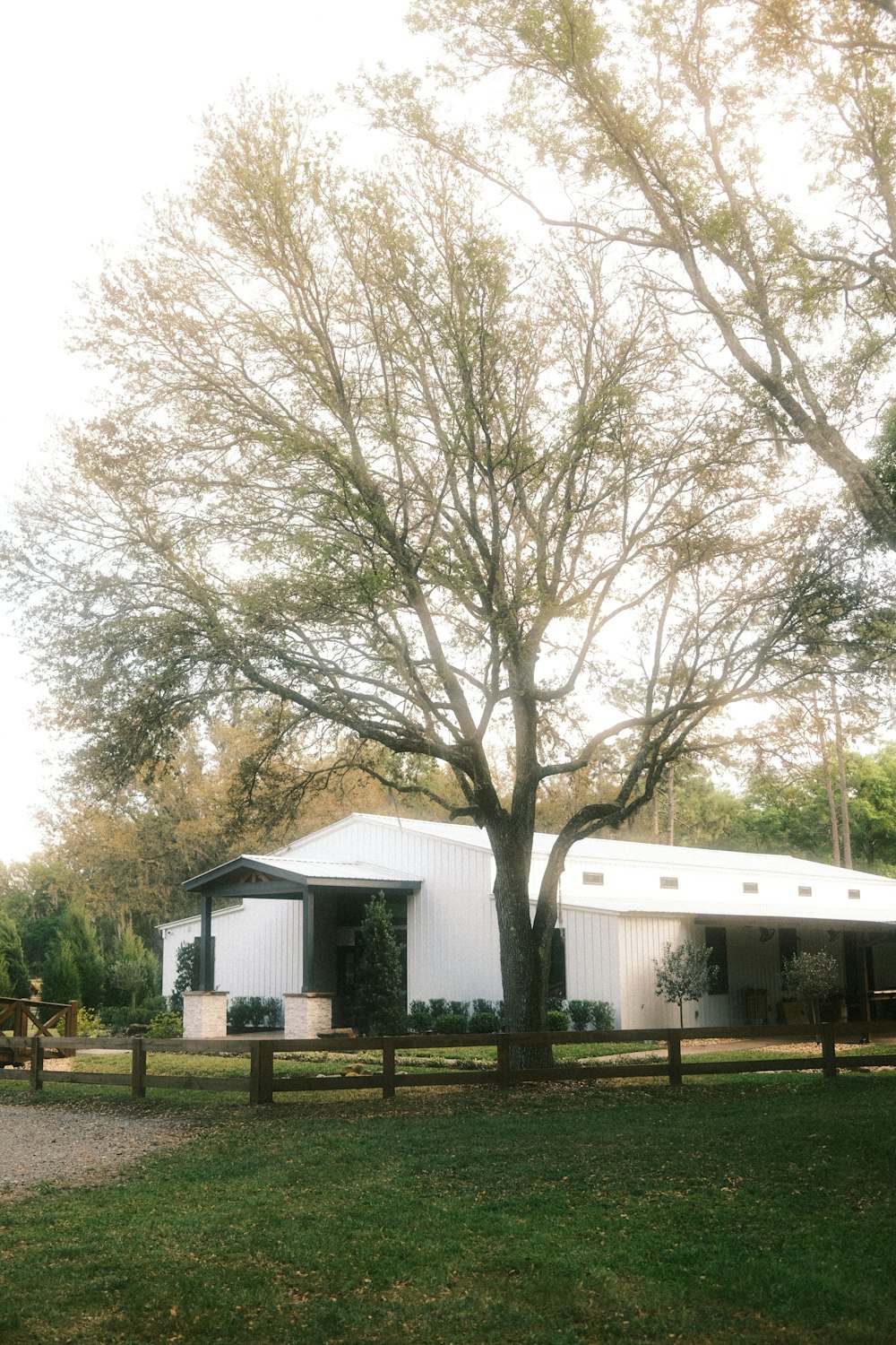 a large tree in front of a white building