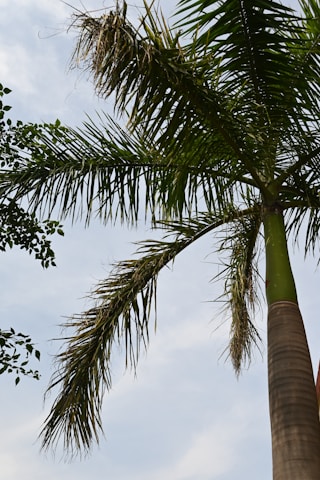 a palm tree with a blue sky in the background