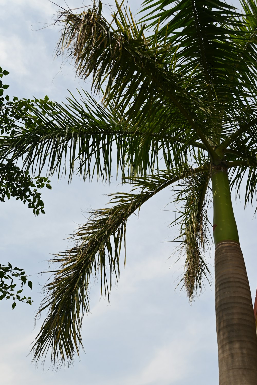 a palm tree with a blue sky in the background