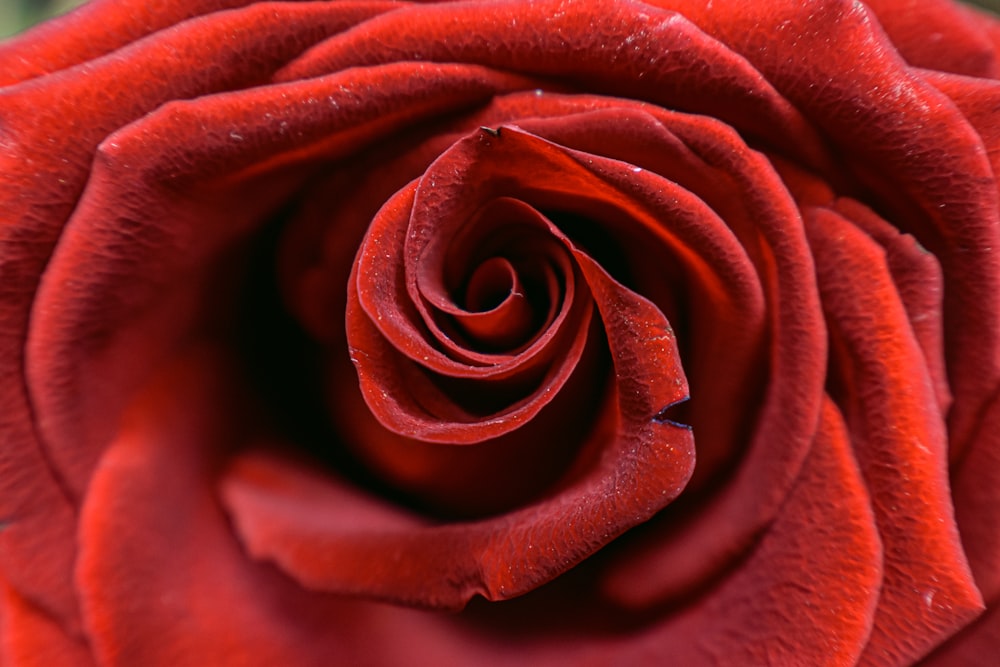 a close up view of a red rose
