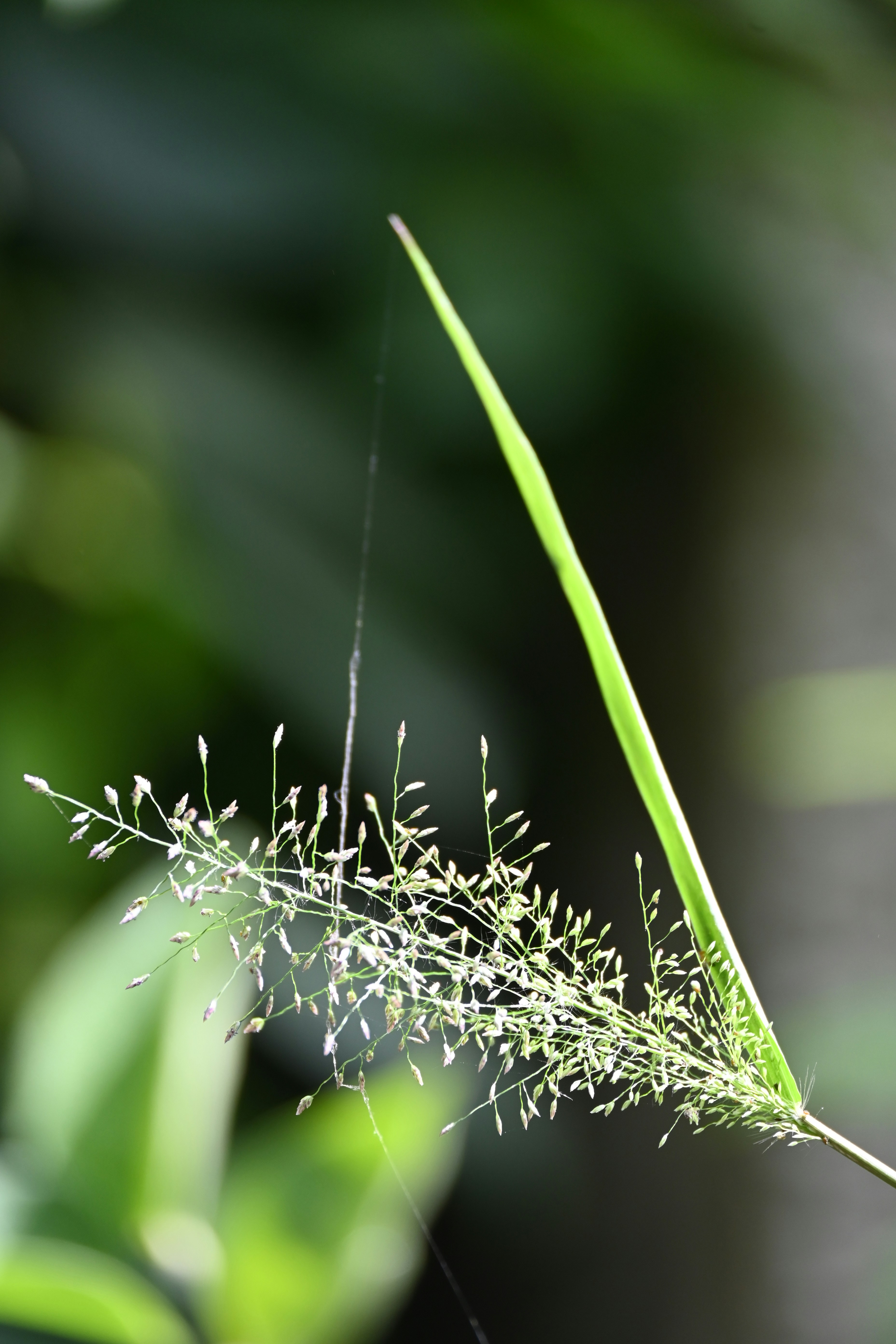 a close up of a plant with a blurry background