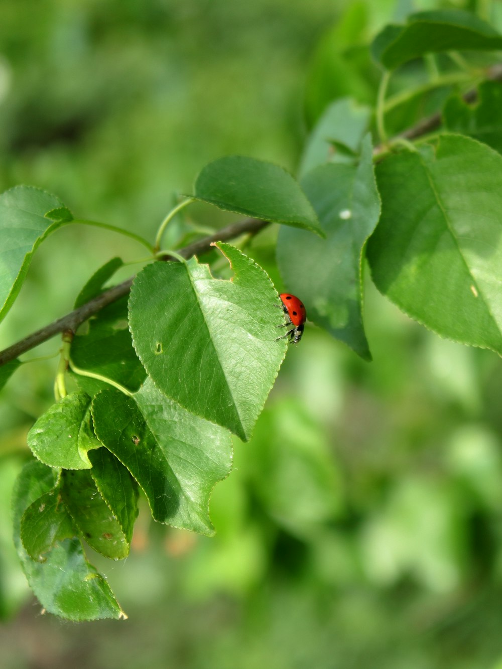 a red bug sitting on a green leafy branch