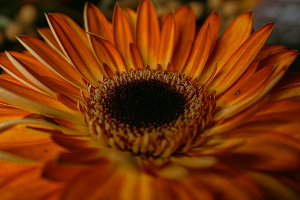 Un primo piano di un fiore arancione brillante