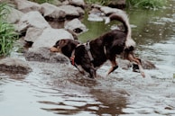 A brown and black dog wearing a harness is playfully splashing through a shallow, rocky stream. Surrounding the water are large, gray stones and patches of green grass, creating a natural and lively setting.