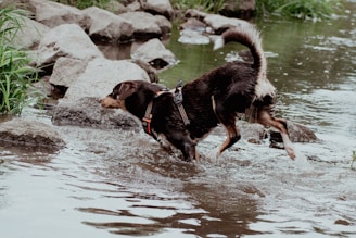A brown and black dog wearing a harness is playfully splashing through a shallow, rocky stream. Surrounding the water are large, gray stones and patches of green grass, creating a natural and lively setting.