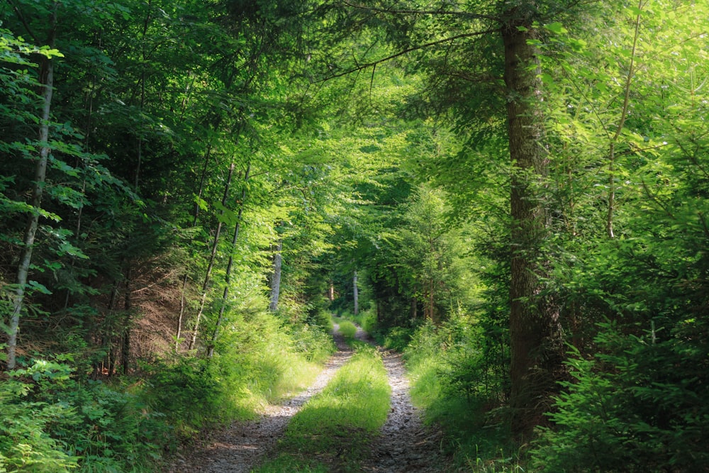 a dirt road in the middle of a forest