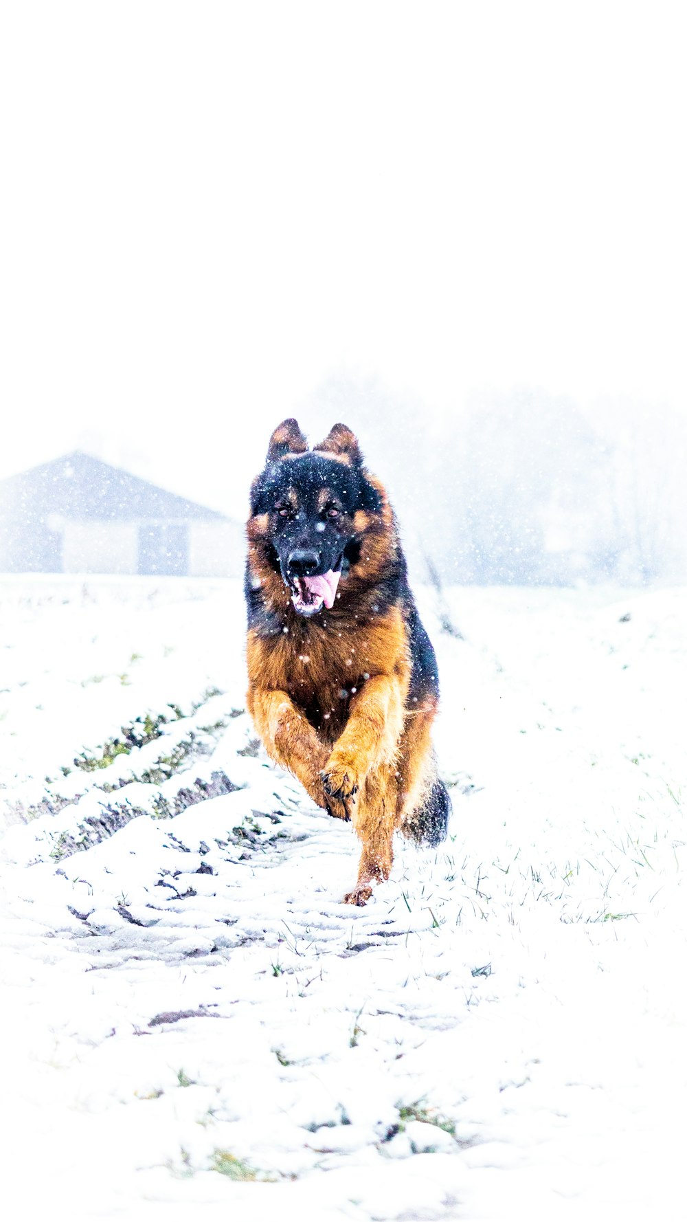 a dog running through a snow covered field