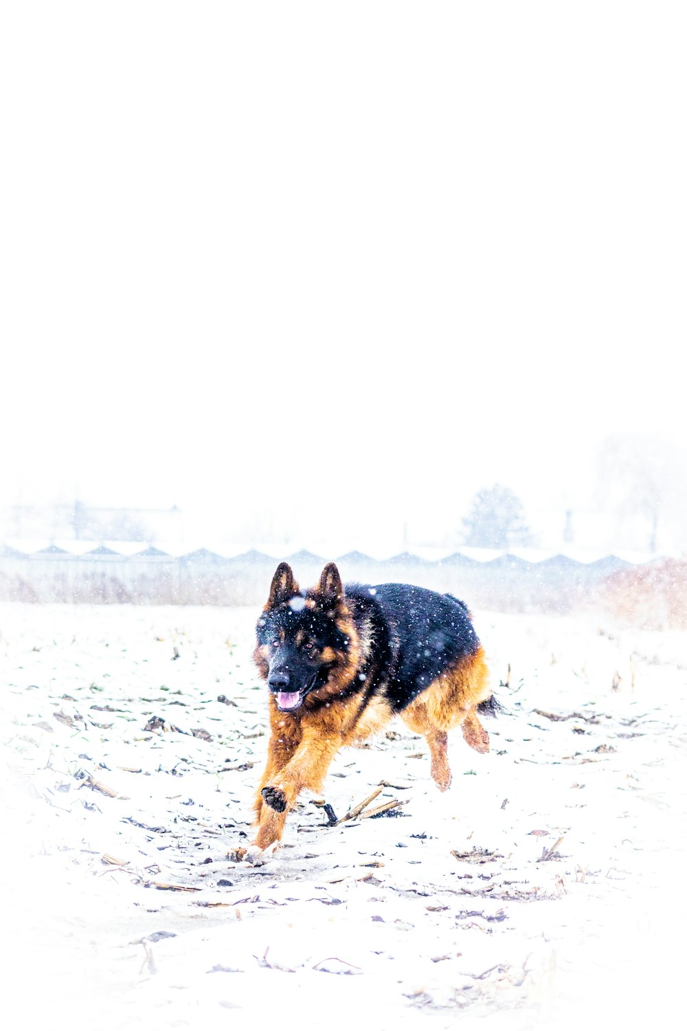 Un pastore tedesco che corre attraverso la neve
