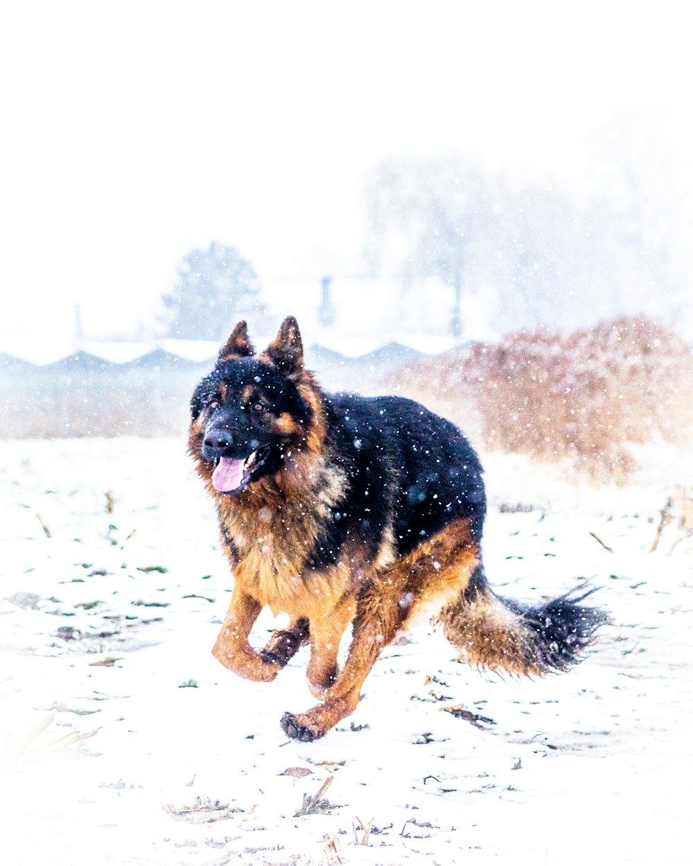 Un cane che corre nella neve con la lingua fuori