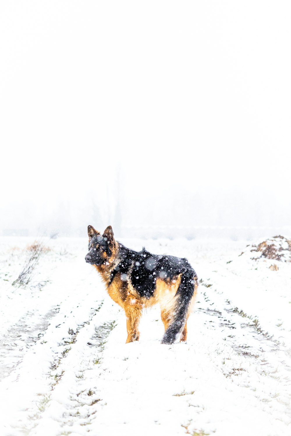 a dog standing in the snow on a snowy day