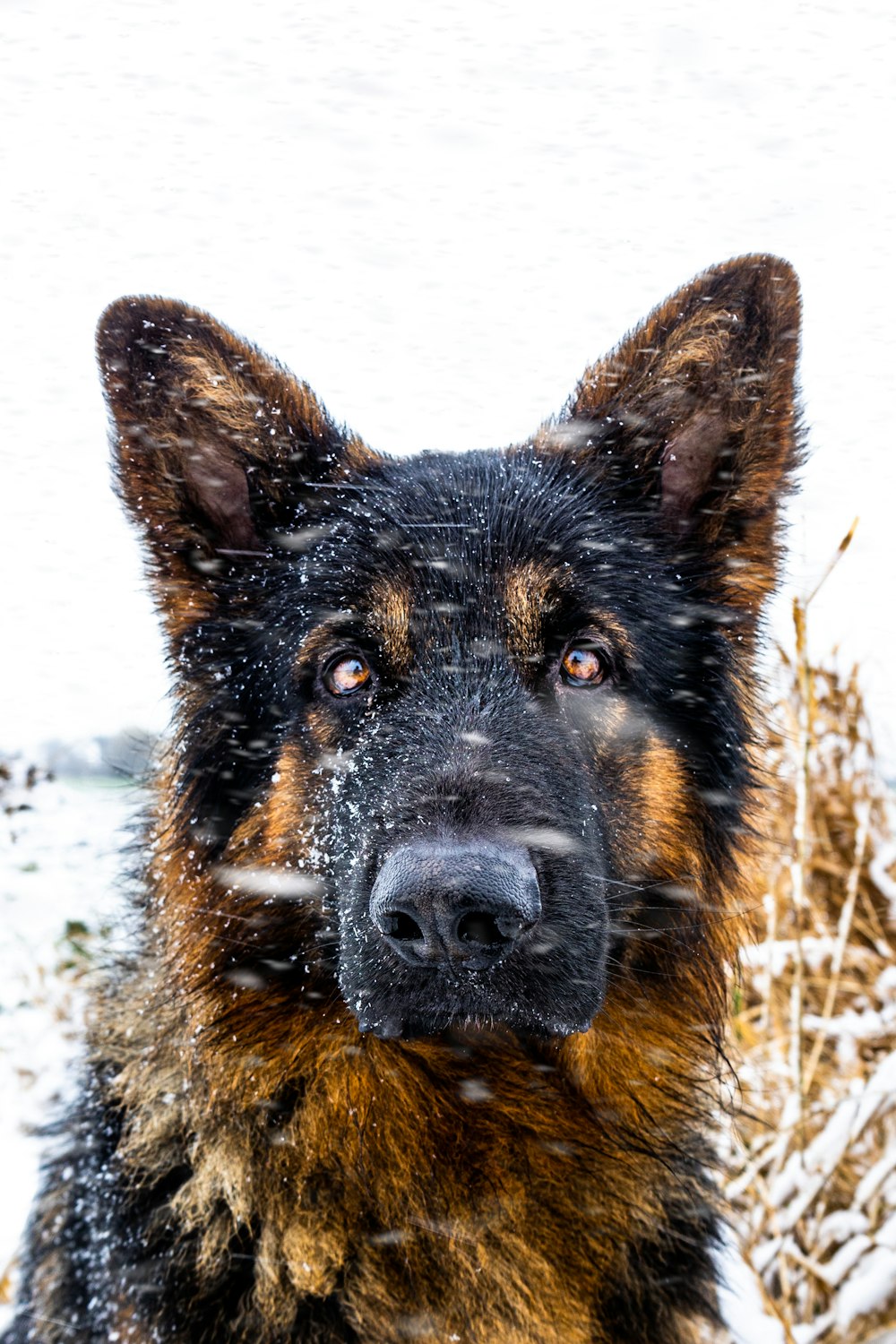 a black and brown dog standing in the snow